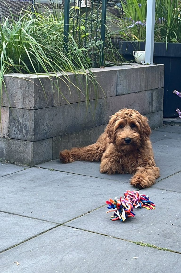 Dreamdoodles Labradoodle